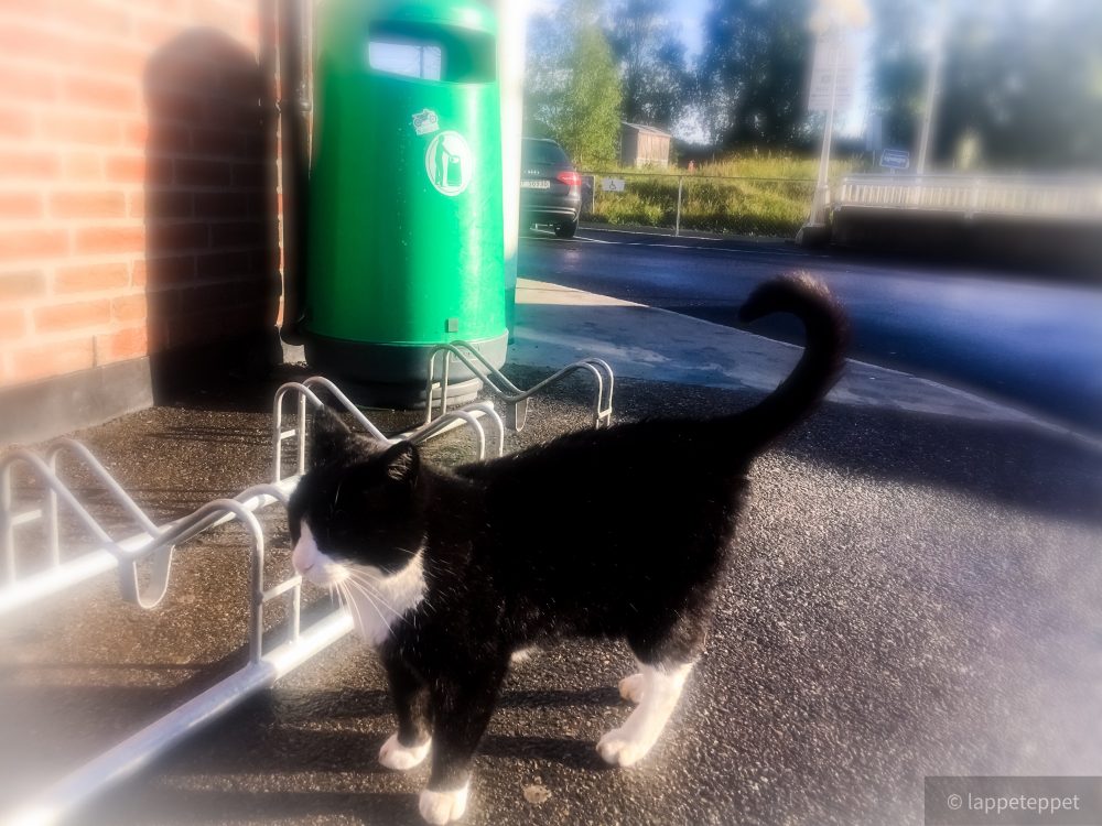 Balder ( Coopus, Coop katten, Kiwikatten)