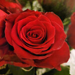 Rosespråket